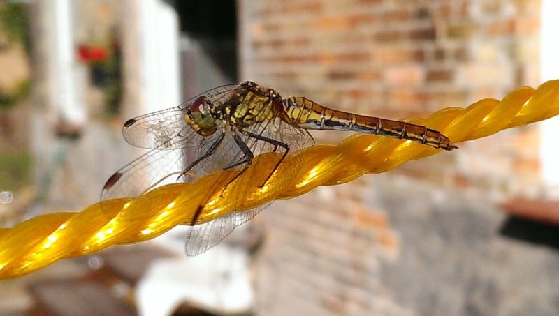 Libelle 2
