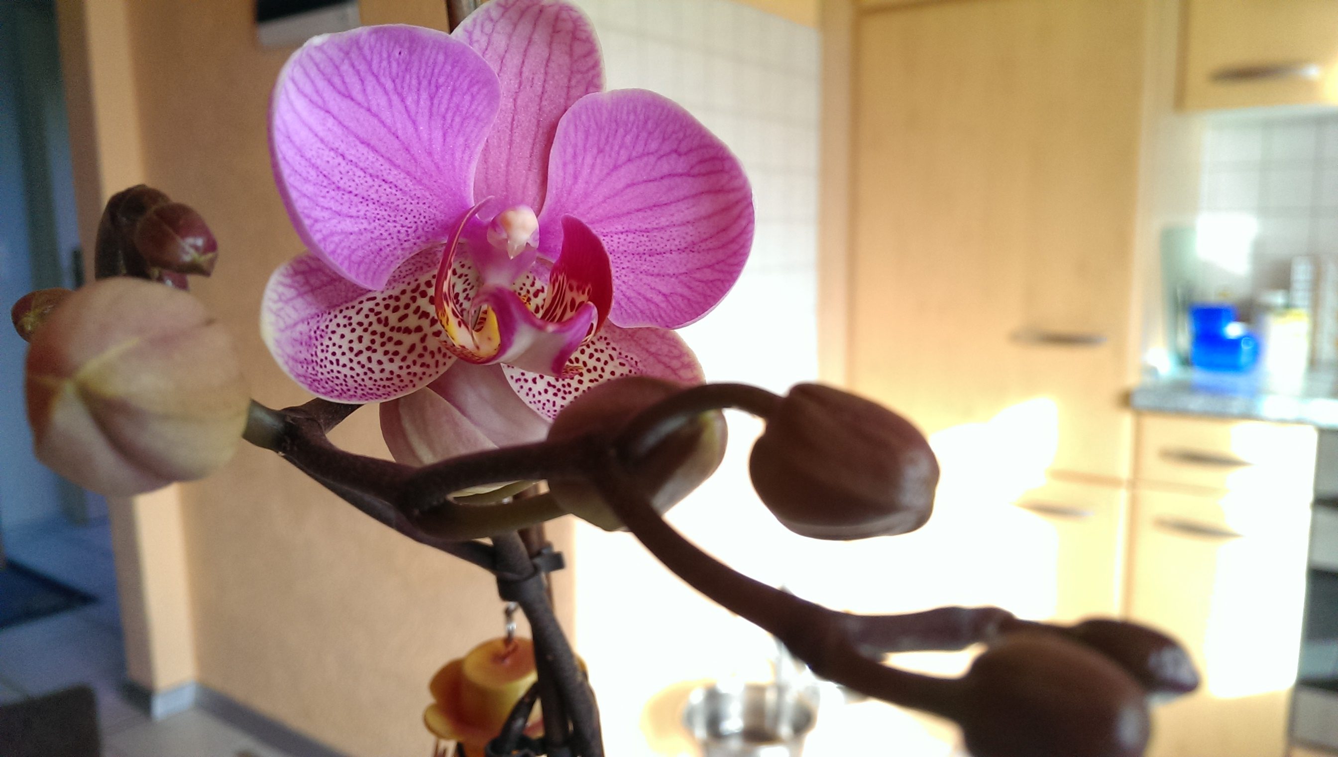 2014-02-18 Orchidee 1