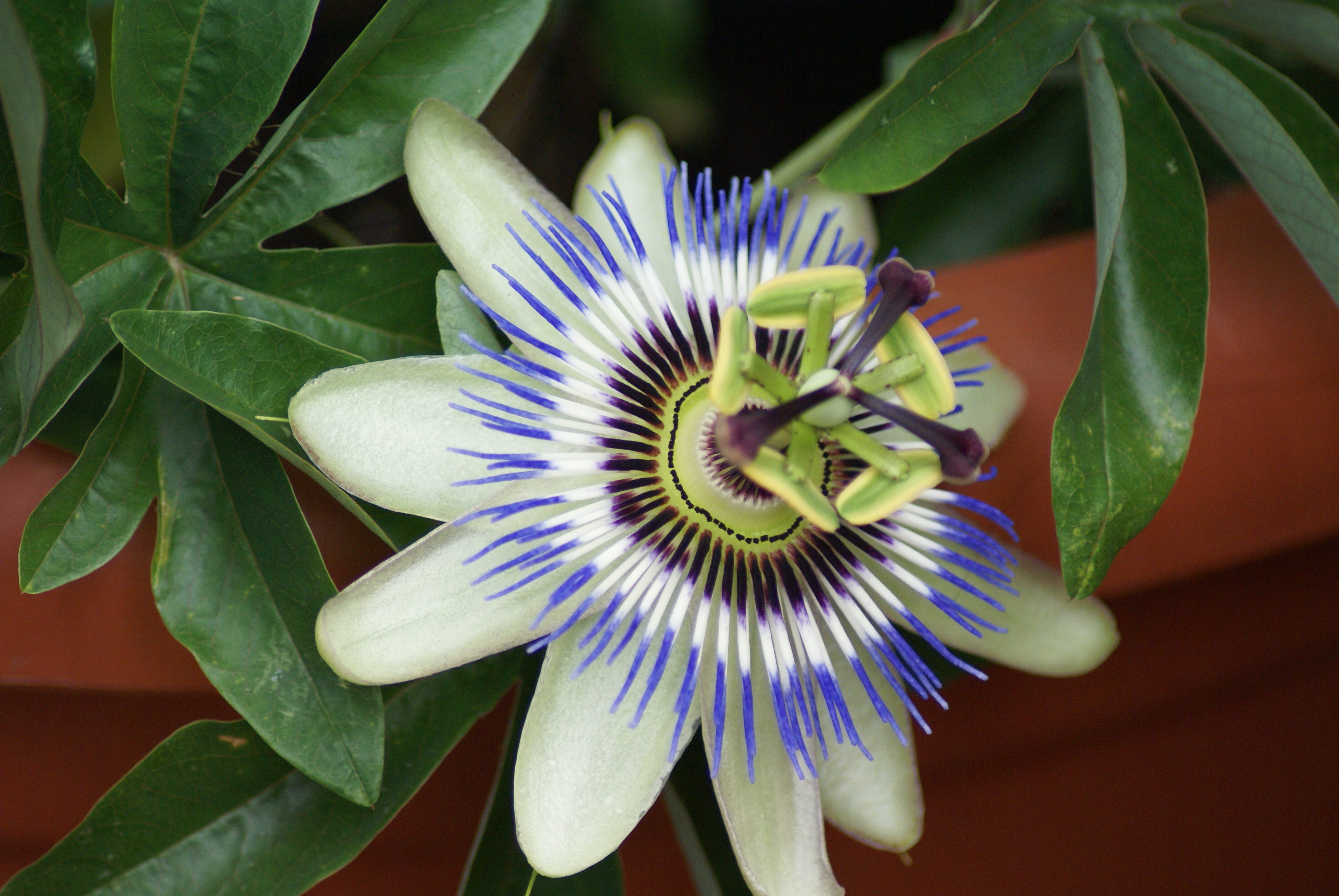 2014-06-25 blaue Passion 2